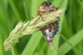Hanneton commun_ Mélolontha métolontha